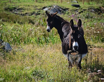 Ireland, Irish, Connemara, County Galway, Clifden, Donkey, Turf, Twins, Farming, Pasture, Lavender, Heather, gaeltacht, Margaret Dukeman