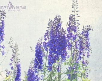 Delphinium, Purple, Rocky Mountains, Colorado, West, Margaret Dukeman, Fine Art Photography, Blumen für Eingang, Badezimmer Bouquet