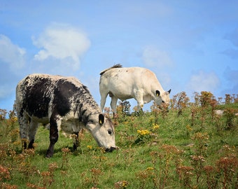 Droimeann, Rare Irish Breed, Cattle, Ireland, Farming, Extinction, Cows, Margaret Dukeman Art, Photography, Farmer