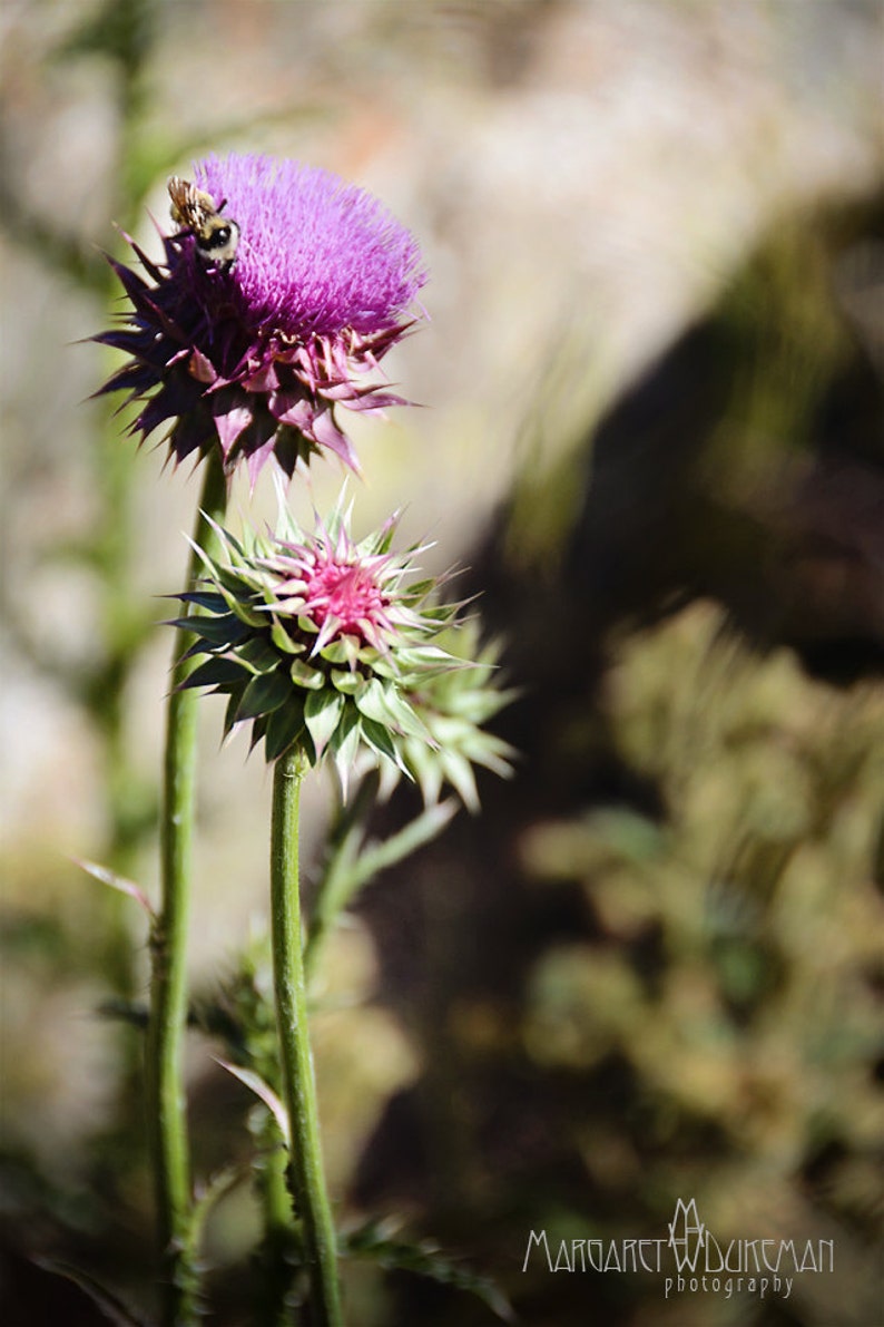 Thistles and Bumble Bees, Purple, Colorado Mountainside, Save the Bees, Olive Green, Margaret Dukeman Photography, Fine Art Photography image 1