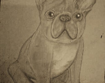 French Bulldog