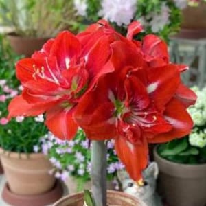 2 Amaryllis Flower Bulbs AF317