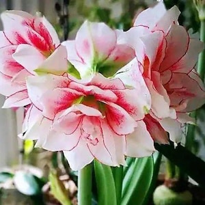2 Amaryllis Flower Bulbs AF316