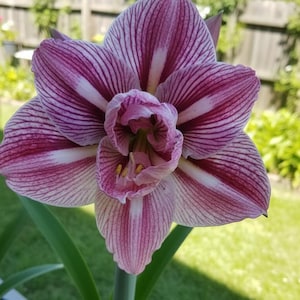 2 Double Amaryllis Flower Bulbs AF313