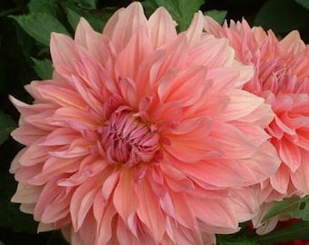May include: Close-up of two coral-colored dahlia flowers in full bloom. The petals are layered, creating a textured appearance. The center of the flowers is a darker shade of pink, with green foliage in the background.