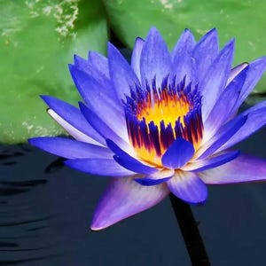 5pcs/pack, Beautiful Lotus  Flower Seeds HF005