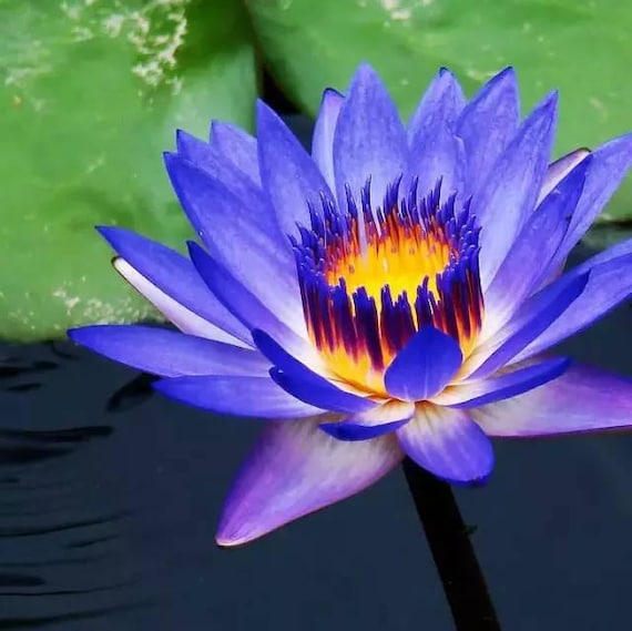 5pcs/pack, Beautiful Lotus  Flower Seeds HF005