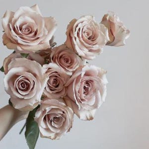 20pcs/pack, Beautiful Rose Rosa Flower Seeds RS169