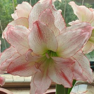 2 Double Amaryllis Flower Bulbs AF001