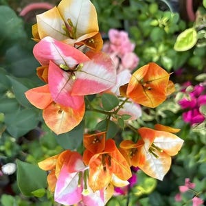 May include: Close-up of vibrant bougainvillea flowers in shades of orange, pink, and white. The petals have a delicate, papery texture, with green leaves in the background. The flowers are in full bloom, showcasing their intricate details.