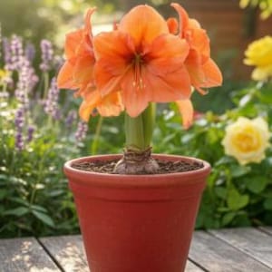 2 Amaryllis Flower Bulbs All Season Flowering Seeds AF329