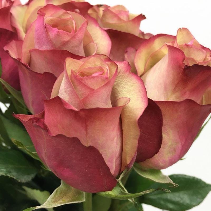 20pcs/pack, Beautiful Purple Rose Rosa Flower Seeds RS311 - Etsy