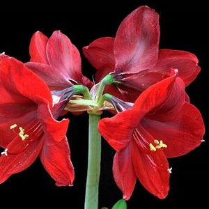 2 Amaryllis Flower Bulbs AF021