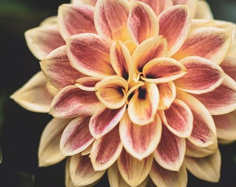 May include: Close-up of a dahlia flower with layered petals. The petals transition from a creamy yellow at the base to a deep burgundy at the tips. The flower is in full bloom, showcasing its intricate details.