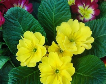 20pcs/pack,  English Primrose Primula Vulgaris Flower Seeds EF002