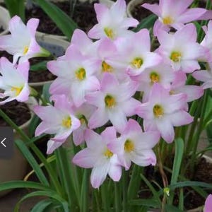 2 Rain Lily Bulb Easy to Grow FY014