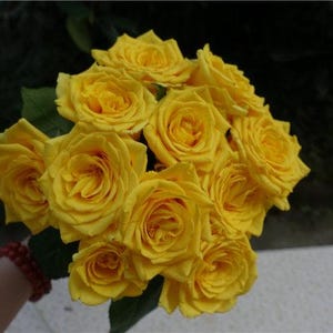 20pcs/pack, Beautiful Rose Rosa Flower Seeds RS165