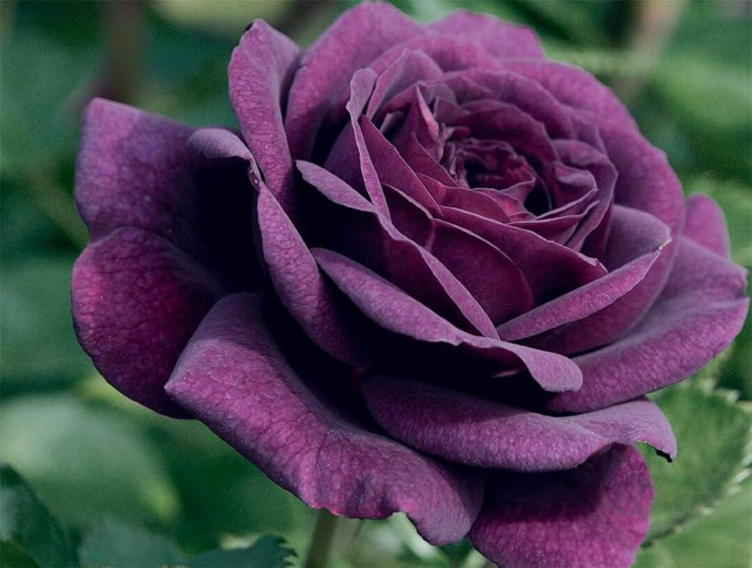 20pcs/pack, Beautiful Purple Rose Rosa Flower Seeds RS311 - Etsy