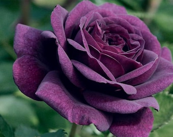 20pcs/pack, Beautiful Purple Rose Rosa Flower Seeds RS311