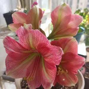 2 Amaryllis Flower Bulbs AF022
