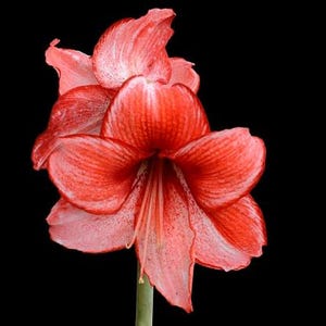 2 Double Amaryllis Flower Bulbs AF064