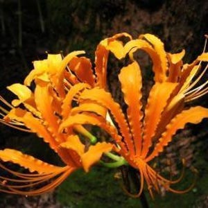 May include: Close-up of vibrant orange spider lilies in full bloom. The flower petals have a ruffled texture and curve gracefully, with long, delicate stamens extending outwards. The background is a dark, blurred mix of green and brown.