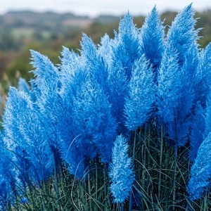 20pcs/pack,  Pampas grass seeds PG004