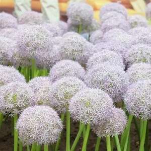 May include: A field of Allium flowers, also known as ornamental onions, with large, spherical, lavender-colored blooms. The flowers have a star-like pattern and are supported by tall, green stems. The background is blurred, emphasizing the flowers.