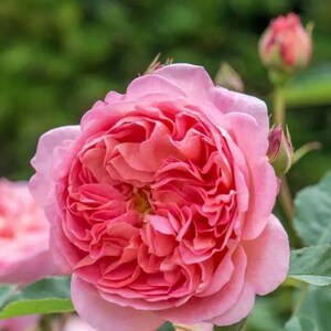 20pcs/pack, Beautiful Rose Rosa Flower Seeds RS166