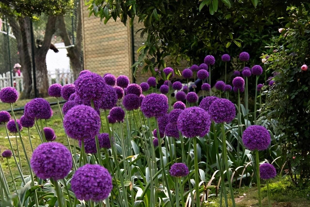 20pcs/pack, Allium Giant Onion Flowers Seeds TT009