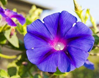May include: Close-up of a vibrant blue morning glory flower with a deep pink center. The petals have a textured appearance, and the flower is surrounded by green foliage and buds. The flower is in full bloom.