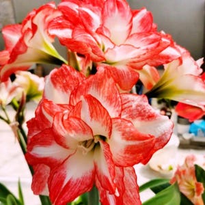 2 Double Amaryllis Flower Bulbs AF009