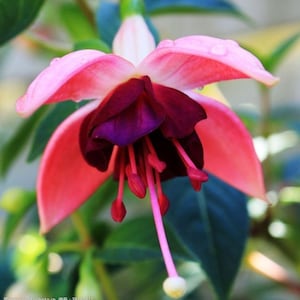 20pcs/pack, Fuschia Seeds Flowers Seeds DG007