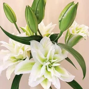 May include: A bouquet of white lilies with green accents and long, green leaves. Some of the lilies are in full bloom, while others are still in bud form. The flowers have multiple layers of petals.