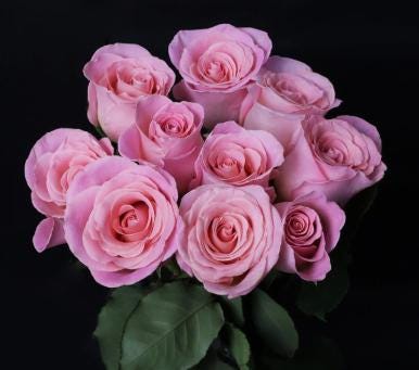 20pcs/pack, Beautiful Purple Rose Rosa Flower Seeds RS311 - Etsy