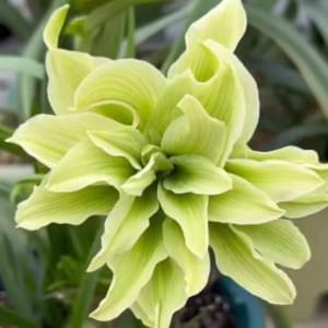 2 Double Amaryllis Flower Bulbs AF020