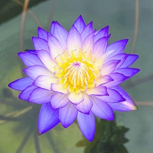 5pcs/pack, Beautiful Lotus  Flower Seeds HF010
