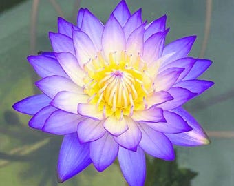 5pcs/pack, Beautiful Lotus  Flower Seeds HF010