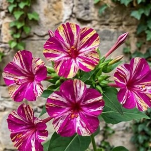 20pcs/pack, Mirabilis Jalapa Seeds Four O’Clock Flower ZMF109