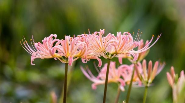 2 Lycoris Radiata Flower Spiderlily Bulbs LRF002 - Etsy