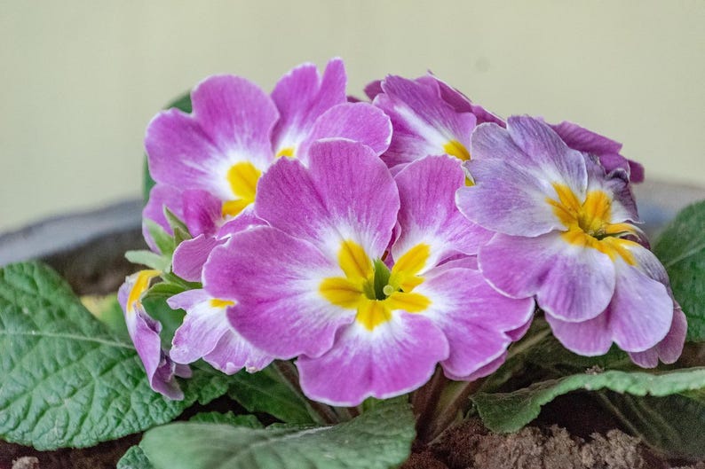 20pcs/pack, English Primrose Primula Vulgaris Flower Seeds EF054 - Etsy