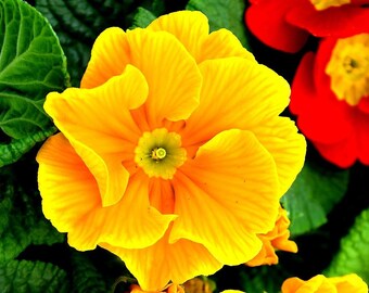 20pcs/pack,  English Primrose Primula Vulgaris Flower Seeds EF001