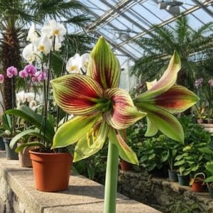 2 Double Amaryllis Flower Bulbs AF341