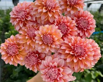 May include: A bouquet of dahlias in shades of peach, coral, and pink. The flowers have multiple layers of petals, creating a full, rounded shape. The bouquet is held in a person's hand, with a blurred background of greenery.