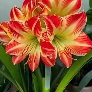 May include: Close-up of vibrant red and yellow Amaryllis flowers with striped petals. The flowers are in full bloom, showcasing their intricate patterns and textures. Green leaves and stems provide a contrasting backdrop.