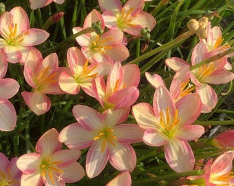 2 Rain Lily Bulb Easy to Grow FY008