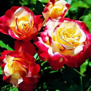 20pcs/pack, Beautiful Rose Rosa Flower Seeds RS217