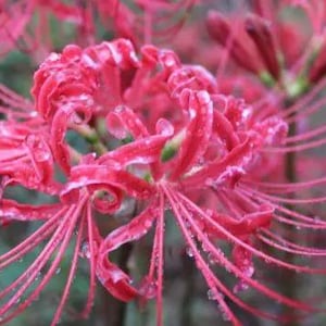 2 Purple Lycoris Radiata Bulbs FW95218-3 - Etsy