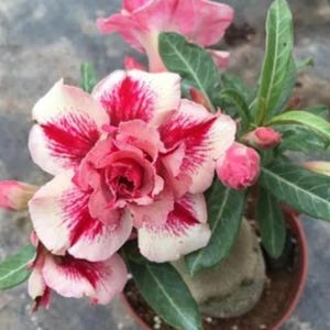 6 Desert Rose Seeds, Desert Rose Flower Seeds DR001