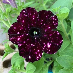 May include: Close-up of a dark purple petunia flower with white speckles, resembling a starry night sky. The flower has a dark center and is surrounded by green leaves. A unique and eye-catching floral specimen.